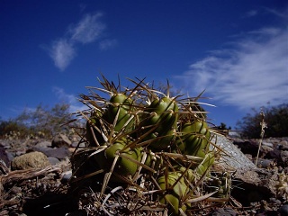 El Manzano - Cactus